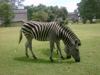 �n�����x�O�̃��b�a�ɂ�